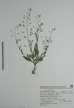   Capsella bursa-pastoris  (Shepherd's Purse)   