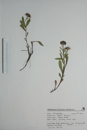 Aster alpinus (Alpine Aster): Alpine Aster