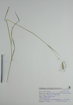 Agrohordeum macounii (Macoun's Wild Rye): Macoun's Wild Rye