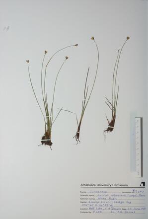Juncus albescens (White Rush): White Rush