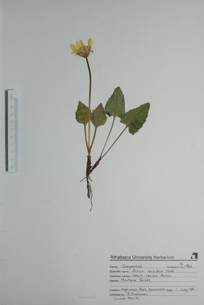 Arnica cordifolia (Heart-leaf Arnica): Heart-leaf Arnica