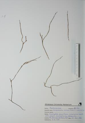 Empodisma minus ()