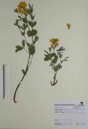 Thermopsis rhombifolia (Golden Bean): Golden Bean