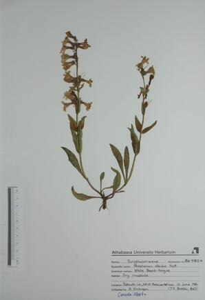  Penstemon albidus  (White Beard-tongue)  