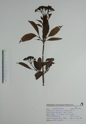  Viburnum cassinoides (N. Wild Raisin)  