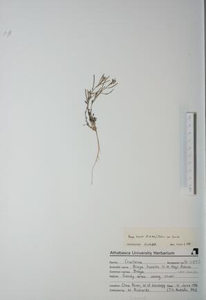  Braya humilis  (Braya)  