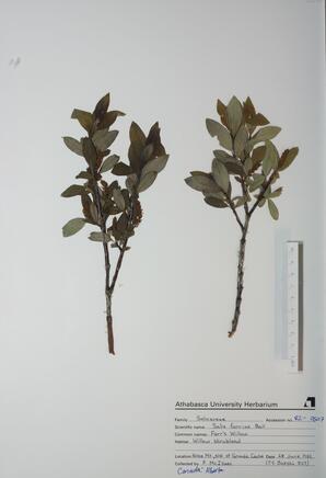Salix farriae (Farr's Willow): Farr's Willow