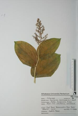 Smilacina racemosa (False Solomon's Seal): False Solomon's Seal