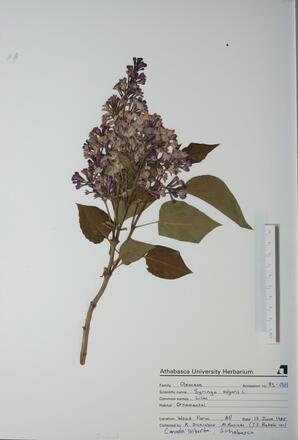  Epilobium ciliatum  (N. Willow Herb)  