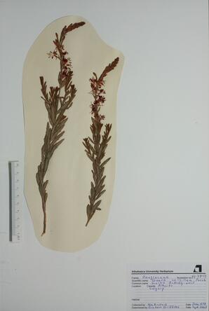   Gaura  coccinae  (Scarlet Butterfly)   