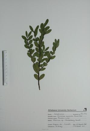 Pachistima myrsinites (Mountain Lover): Mountain Lover