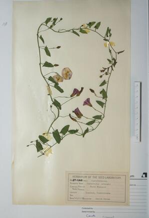   Convolvulus arvensis (Field Bindweed)   