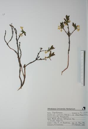  Lonicera caerula (Fly Honeysuckle)  