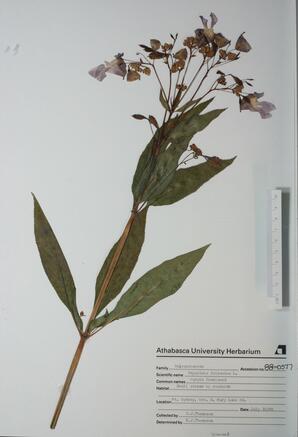   Impatiens balsamina (Purple jewelweed)   