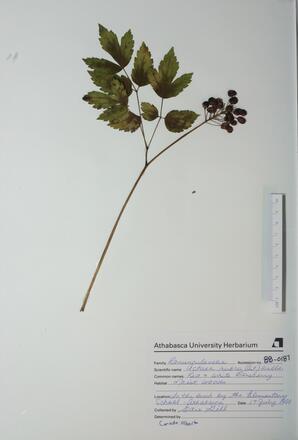 Actaea rubra (Baneberry): Baneberry