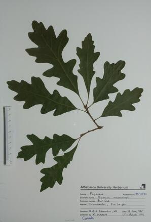  Quercus macrocarpa (Bur Oak)  