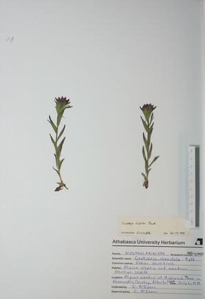   Castilleja hispida ()   