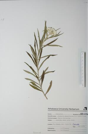 Anaphalis margaritacea (Pearly Everlasting): Pearly Everlasting