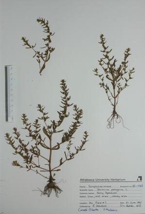  Veronica peregrina (Hairy Speedwell)  
