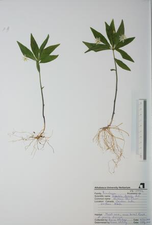   Trientalis borealis (Star-flower)   
