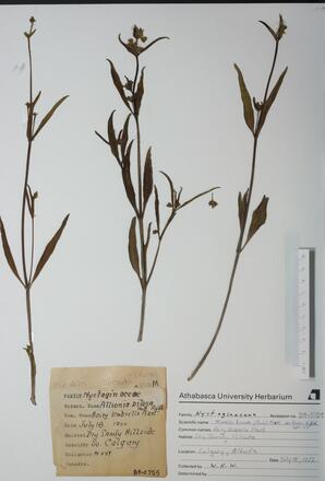   Mirabilis hirsuta (Umbrellawort)   