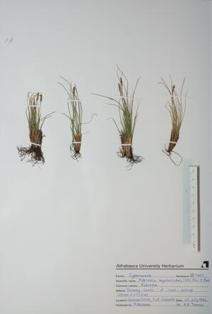 Kobresia myosuroides (Kobresia): Kobresia