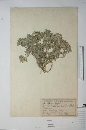   Gnaphalium palustre (Western Marsh Cudweed)   