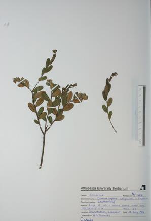  Chamaedaphne calyculata  (Leatherleaf)  