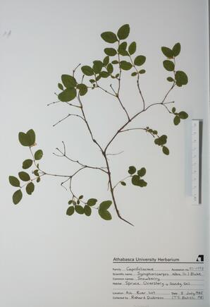  Symphoricarpos alba  (Snowberry)  