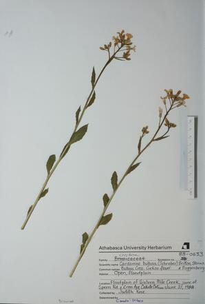 Cardamine bulbosa (Cuckoo-flower): Cuckoo-flower