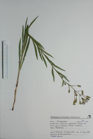 Lactuca pulchella (Common Blue Lettuce): Common Blue Lettuce