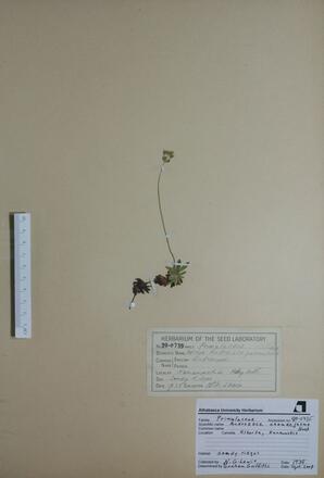   Androsace  chamaejasme  (Sweet-flowered Androsace)   