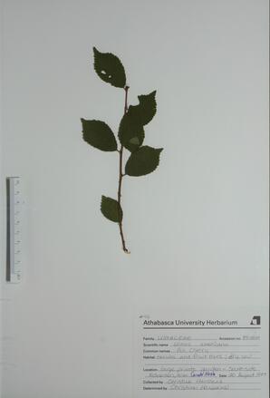 Ulmus americana (White Elm): White Elm