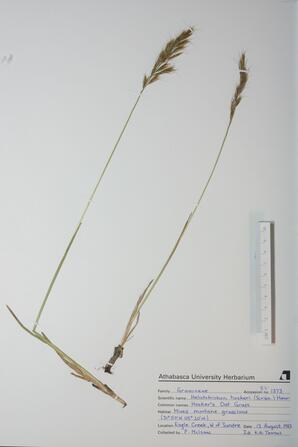 Helictotrichon hookeri (Hooker's Oat Grass): Hooker's Oat Grass