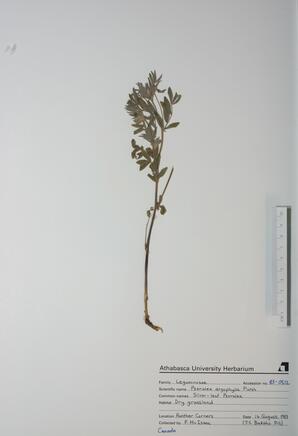   Psoralea argophylla  (Silver-leaf Psoralea)   