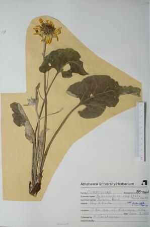 Balsamorhiza sagittata (Balsam Root): Balsam Root