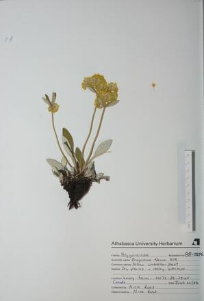 Eriogonum flavum (Yellow Umbrella-Plant): Yellow Umbrella-Plant