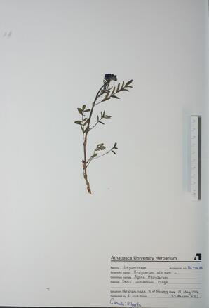  Hedysarum alpinum (Alpine Hedysarum)  