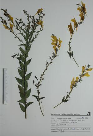 Linaria dalmatica (Dalmation Toadflax): Dalmation Toadflax