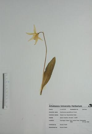   Erythronium grandiflorum  (Glacier-lily)   