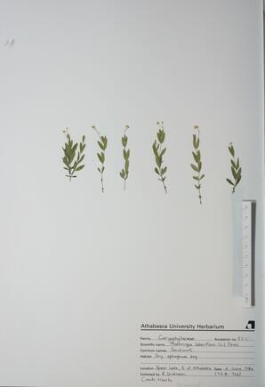  Moehringia lateriflora (Sandwort)  