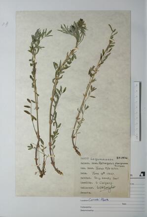 Astragalus aboriginum (Indian Milk Vetch): Indian Milk Vetch