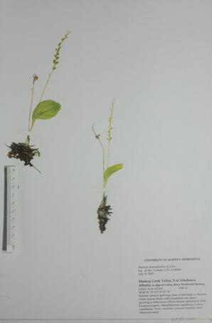  Malaxis monophyllos (Adder's Mouth)  