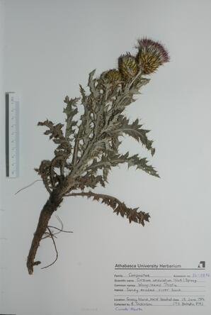  Cirsium undulatam  (Wavy Leafed Thistle)  