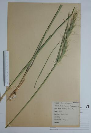   Elymus canadensis  (Nodding Wild Rye)   