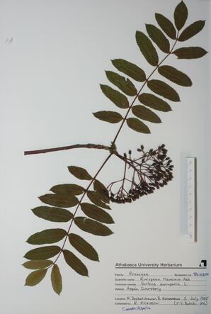  Sorbus aucuparia (European Mtn. Ash)  
