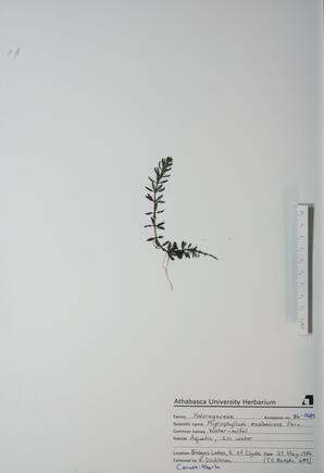  Myriophyllum exalbescens  (Water Milfoil)  
