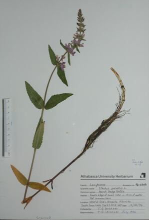   Stachys palustris (Marsh Hedge Nettle)   