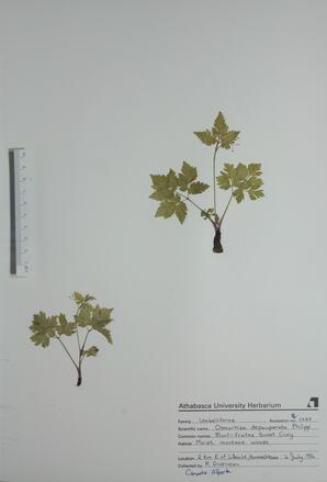  Osmorhiza depauperata  (Sweet Cicely)  
