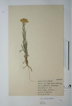 Erysimum asperum (Prairie Rocket): Prairie Rocket